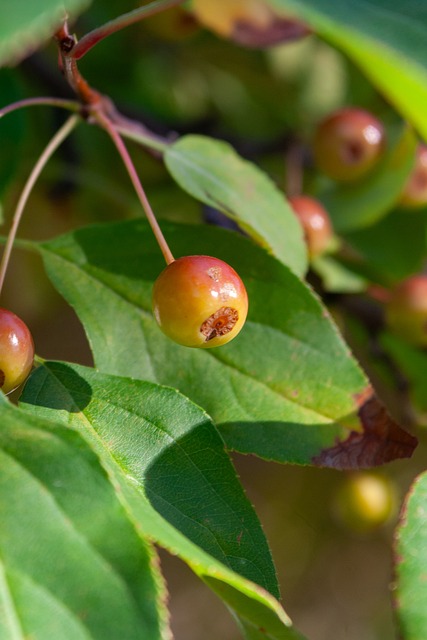 为何沙特不 为何沙特不